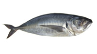 Jack Mackerel